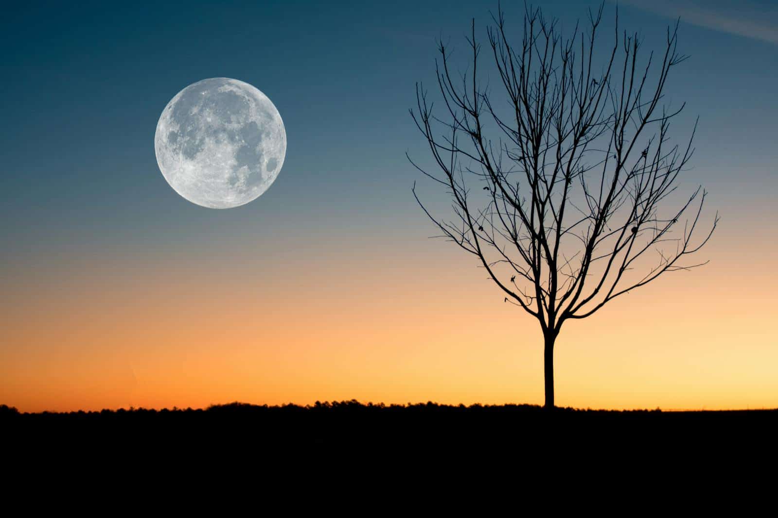 Astrological, relationship, A calming image of the full moon rising over a tree silhouette during twilight.