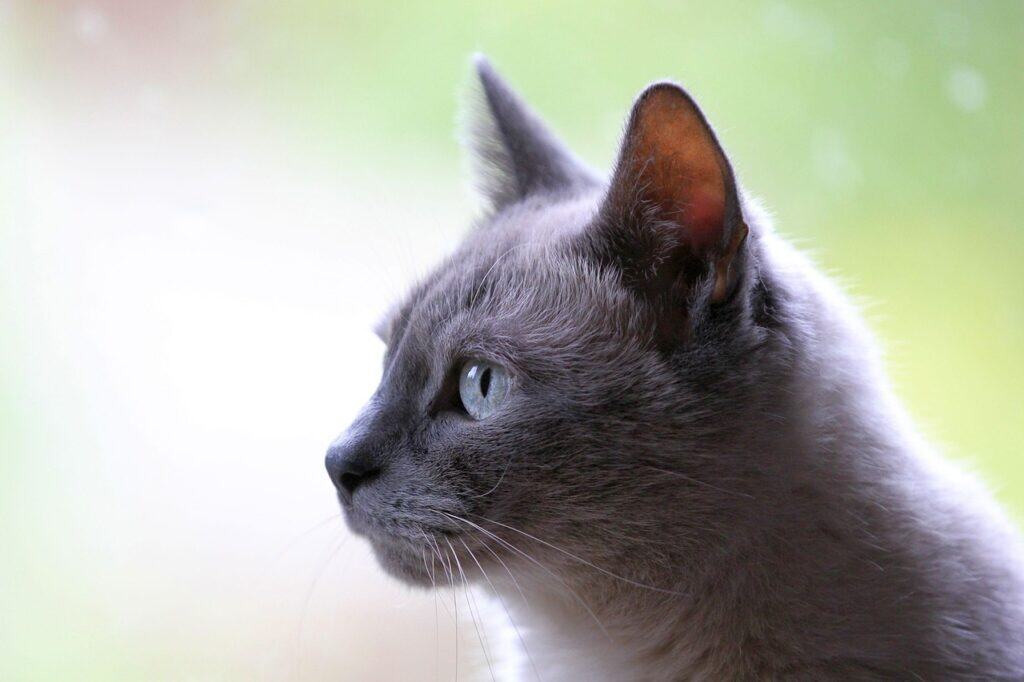 cat, nature, pet, domestic animal, animal, gray, domestic cat, cat astrology, astrology, zodiac